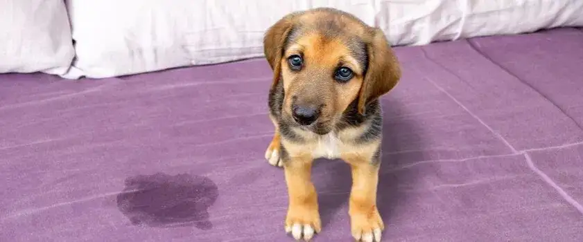 Jak nauczyć szczeniaka czystości - skuteczne metody i porady