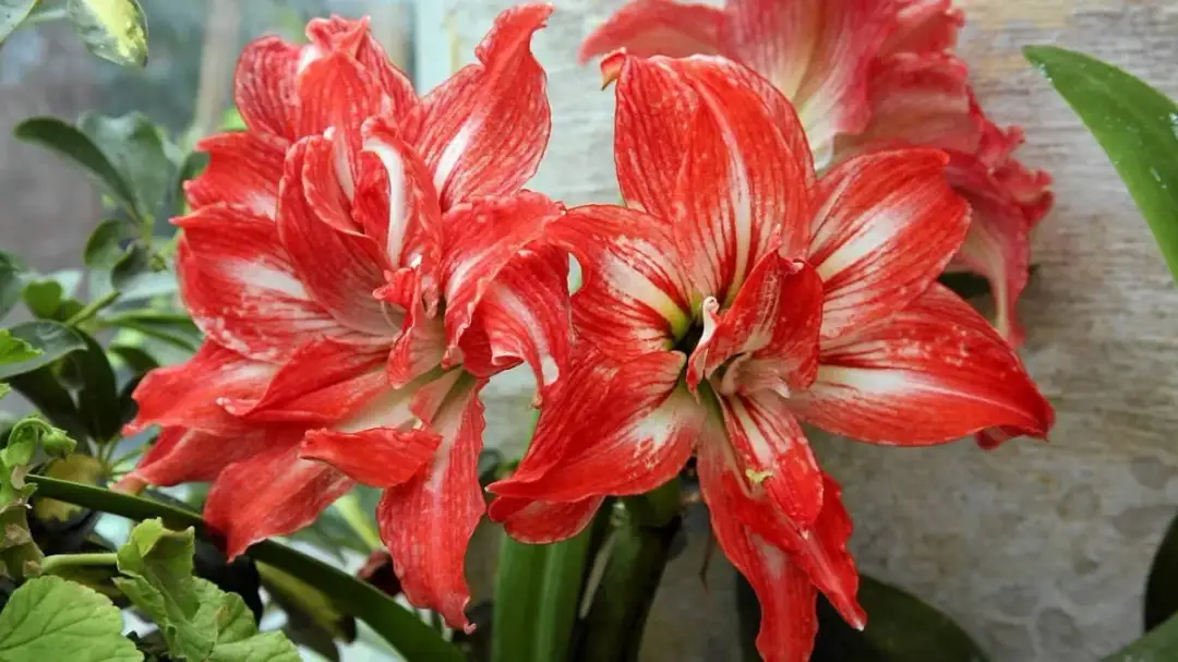 Jak uprawiać amarylis: proste kroki do pięknych kwiatów w domu