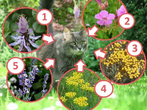 Skuteczne sposoby na odstraszenie kotów z tarasu bez szkód