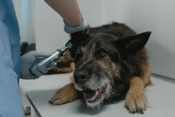 Czy weterynarz jest otwarty w niedziele? Sprawdź godziny i lokalizacje