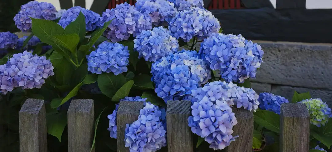 Domowy nawóz do hortensji: 5 prostych przepisów na bujne kwiaty
