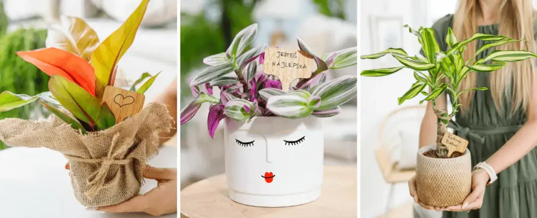 Jak zapakować kwiaty w doniczce, aby uniknąć uszkodzeń i zachwycić?