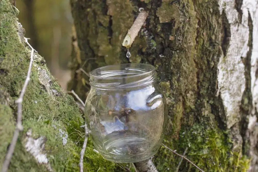 Sok z brzozy: jak pić, by czerpać maksimum? Poradnik eksperta
