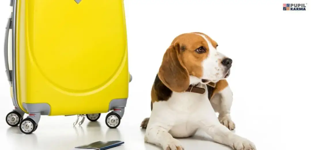 Paszport dla psa: Jak wyrobić? Koszt, wymagania i krok po kroku