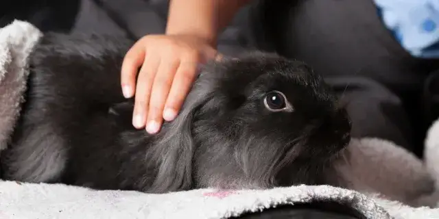 Jak głaskać królika? Odkryj jego ulubione miejsca i unikaj błędów