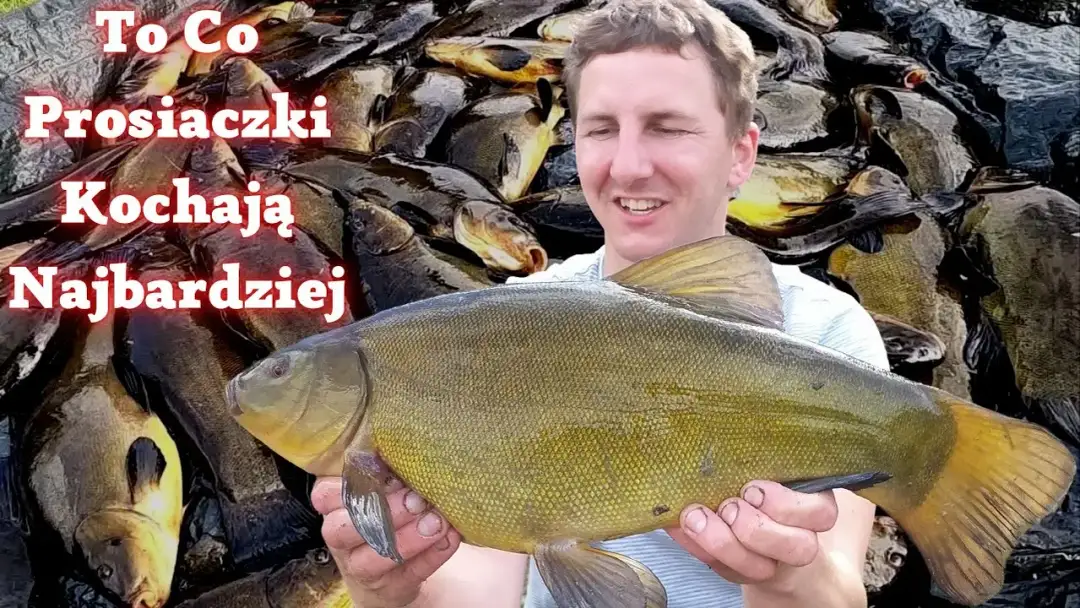 Skuteczna zanęta na lina: Przepisy, składniki i taktyka łowienia