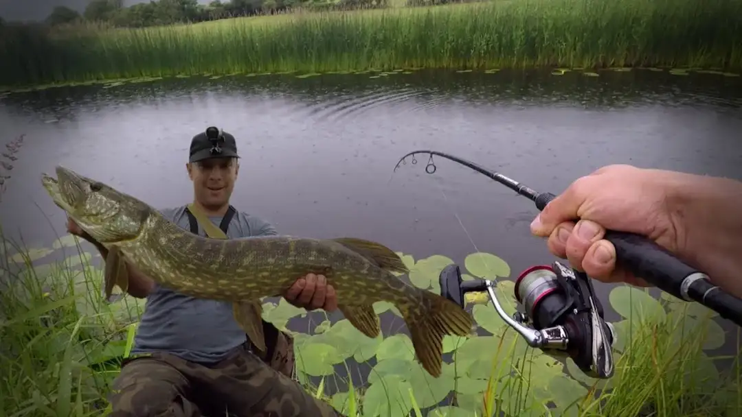Jak prowadzić przynętę na szczupaka, aby uniknąć nieudanych połowów