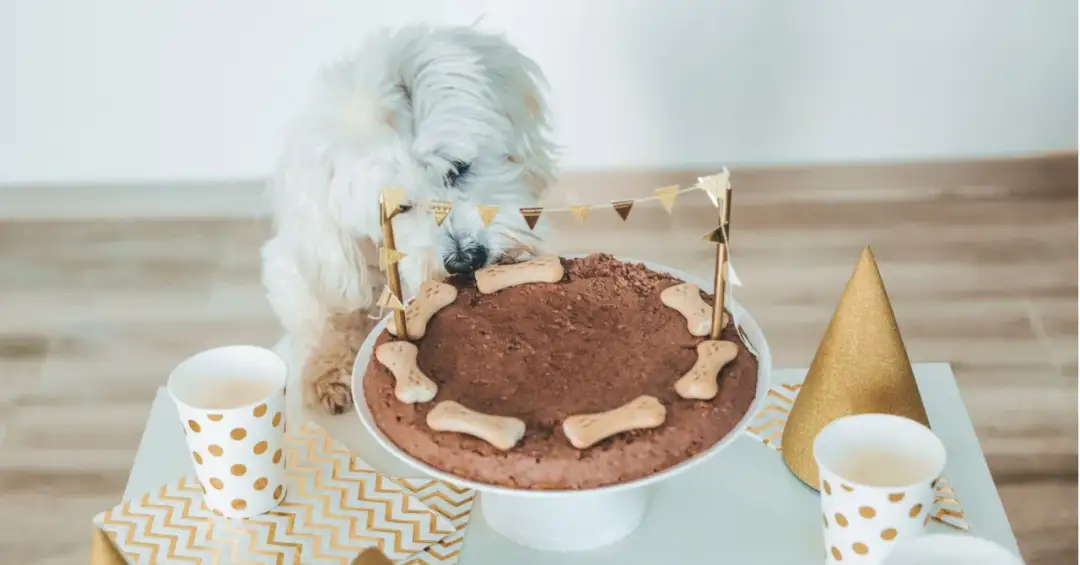 Jak zrobić tort dla psa - zdrowy przepis na pyszną ucztę dla pupila