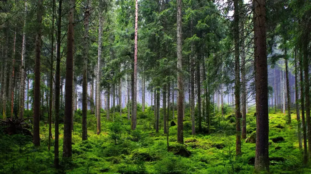 Park narodowy a rezerwat przyrody - Czym się różnią i jak je zwiedzać?