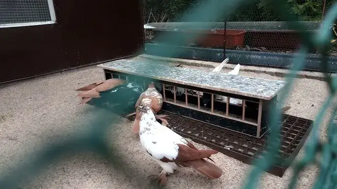 Filmy o gołębiach ozdobnych, które zmienią twoje spojrzenie na hodowlę