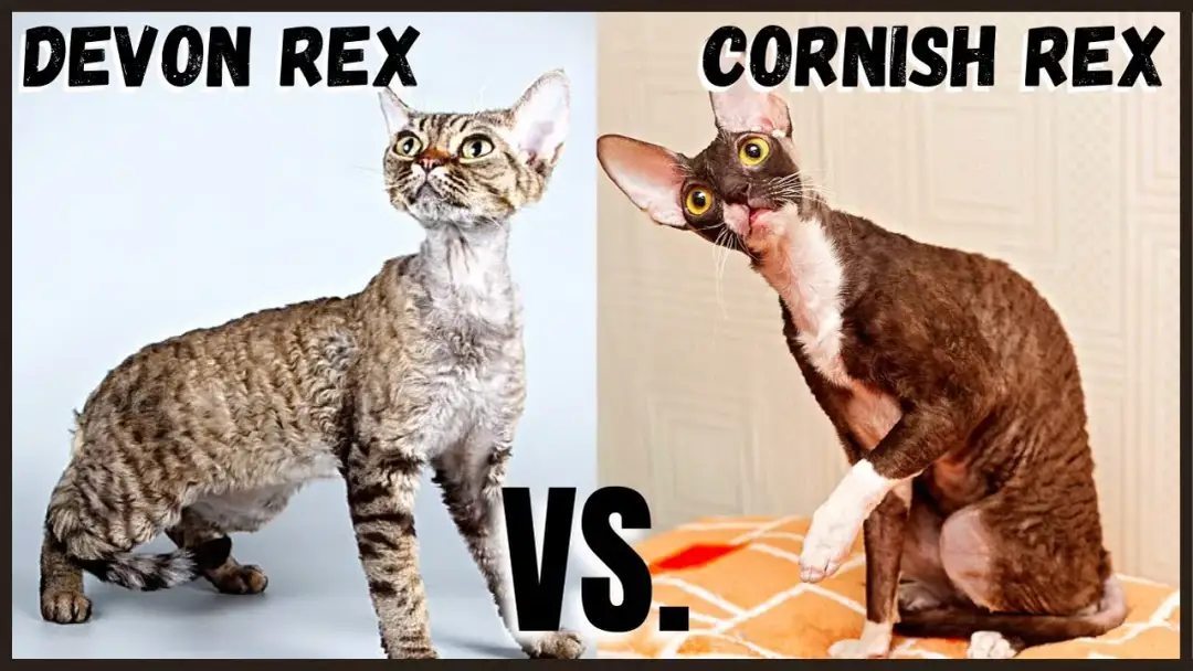 Devon Rex a Cornish Rex różnice - co powinieneś wiedzieć przed wyborem