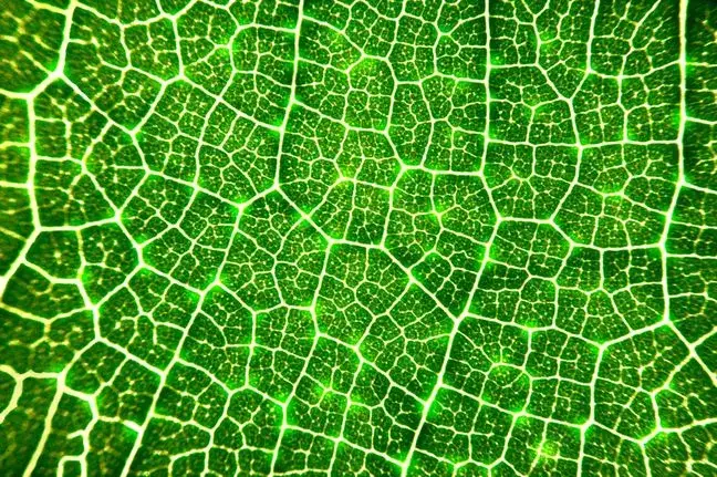 Co to jest komórka roślinna? Odkryj jej tajemnice i funkcje