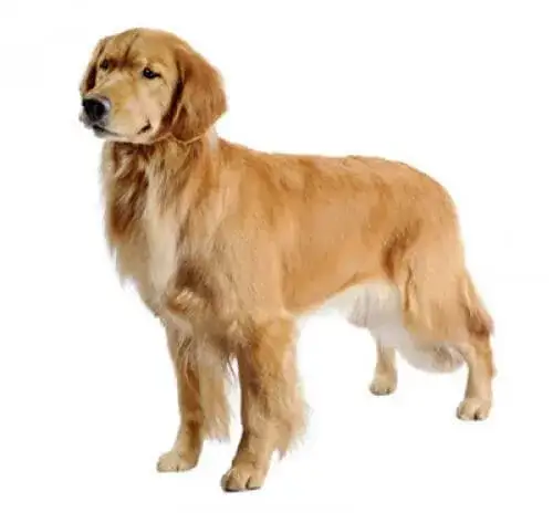 Czy golden retriever gubi sierść? Odkryj prawdę o linieniu psa