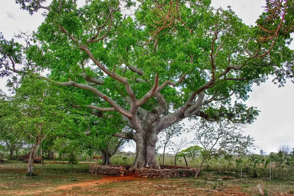 Jakie drzewa rosną w Afryce? Poznaj najciekawsze gatunki i ich znaczenie