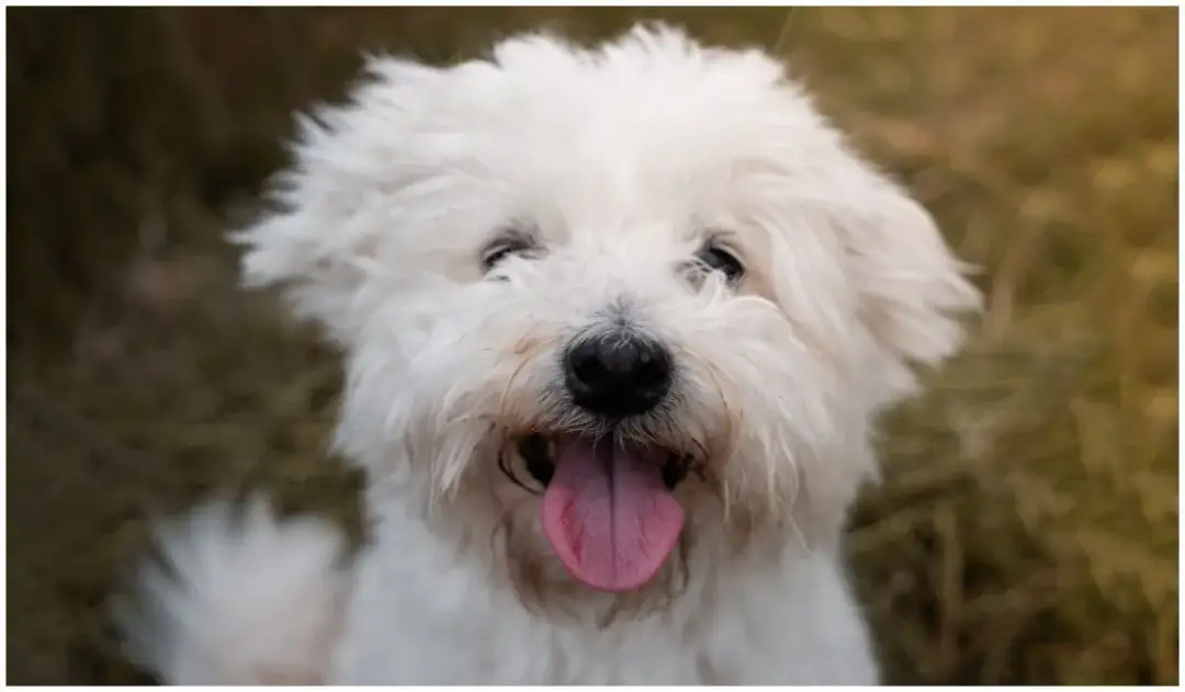 Rasy psów które nie gubią sierści – idealne dla alergików i dbających o czystość