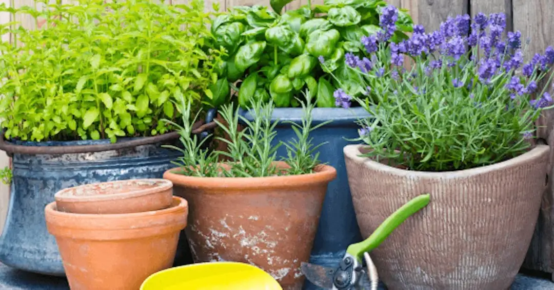 Jak uprawiać zioła na balkonie i uniknąć najczęstszych błędów