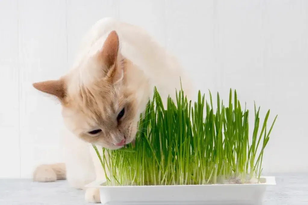 Czy koty mogą jeść owies? Bezpieczny poradnik dla właścicieli