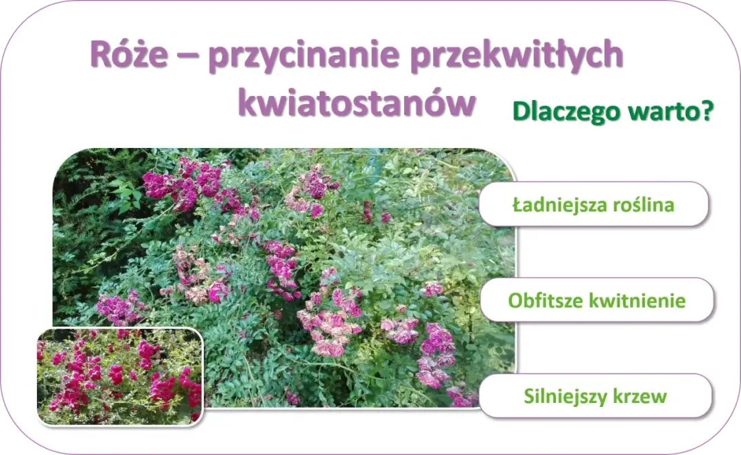 Jak przycinać róże rabatowe po przekwitnięciu, aby kwitły obficie