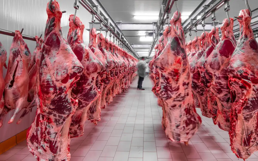 Ubojnia wołowiny: Jak zapewnić jakość i dobrostan zwierząt?
