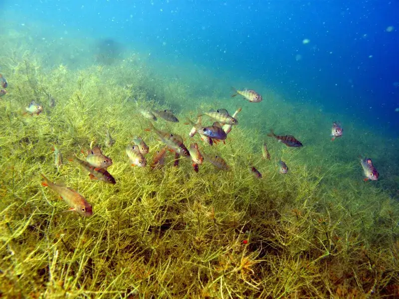 Nurkowanie w jeziorze budzisławskim: atrakcje i warunki dla nurków