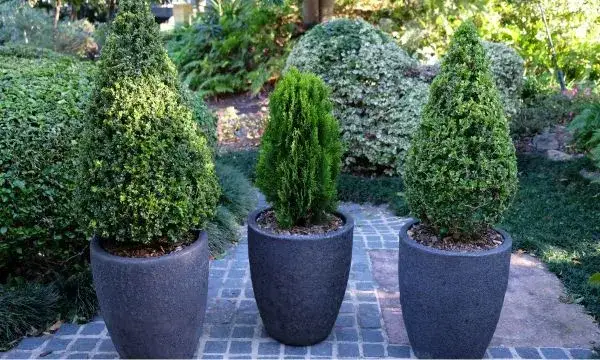 Jakie tuje na balkon: idealne odmiany do małych przestrzeni