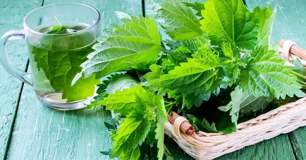 Czy dzieci mogą pić herbatę z pokrzywy: Bezpieczny wiek i dawkowanie