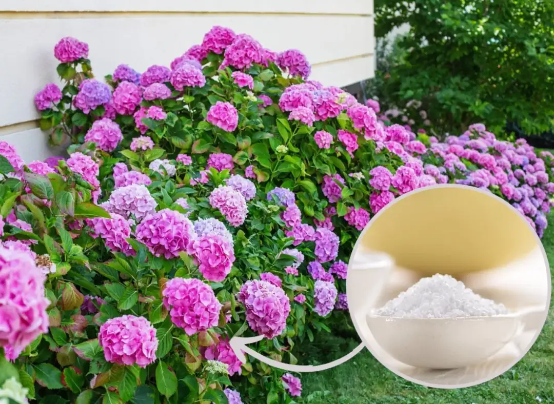 Skuteczne metody zakwaszania hortensji: naturalne i chemiczne