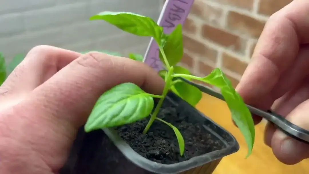Jak przycinać paprykę, by zwiększyć plony i jakość owoców