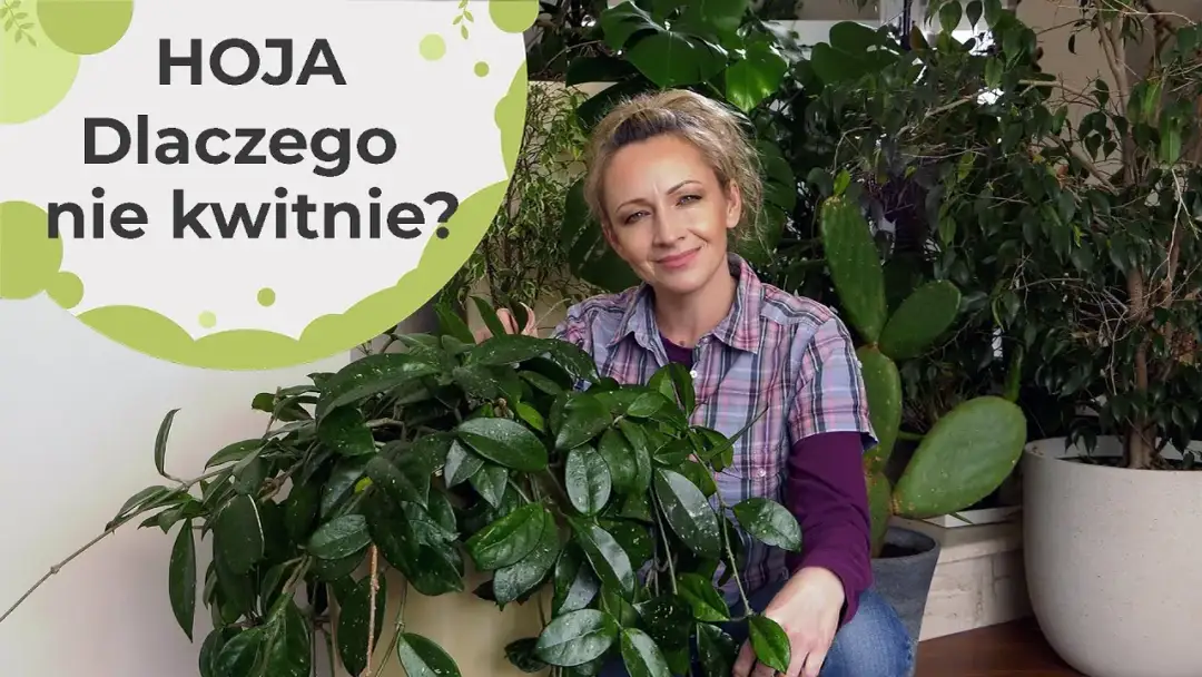 Dlaczego hoja nie kwitnie? Odkryj przyczyny i rozwiązania