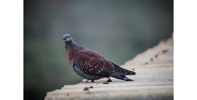 Kiedy odrobaczać gołębie, aby uniknąć chorób i zapewnić zdrowie