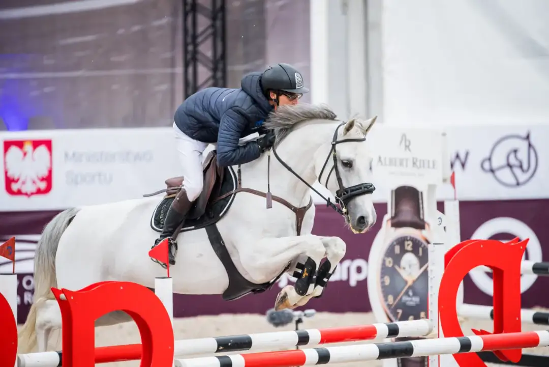 Budowa konia PZJ: Jak ocenić pokrój i zdać egzamin?
