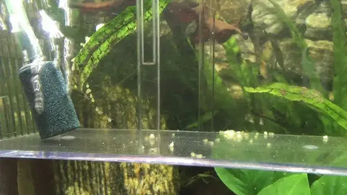 Jak wygląda ikra w akwarium - kompletny atlas rozpoznawania i rozwoju