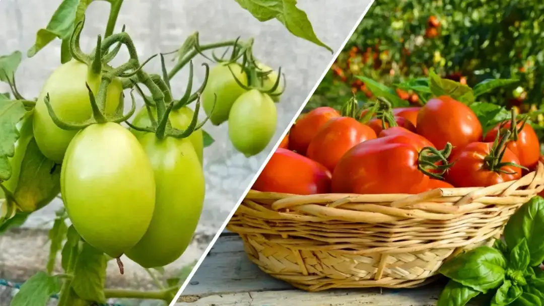 Jak uprawiać pomidory lima: skuteczne techniki i porady pielęgnacyjne