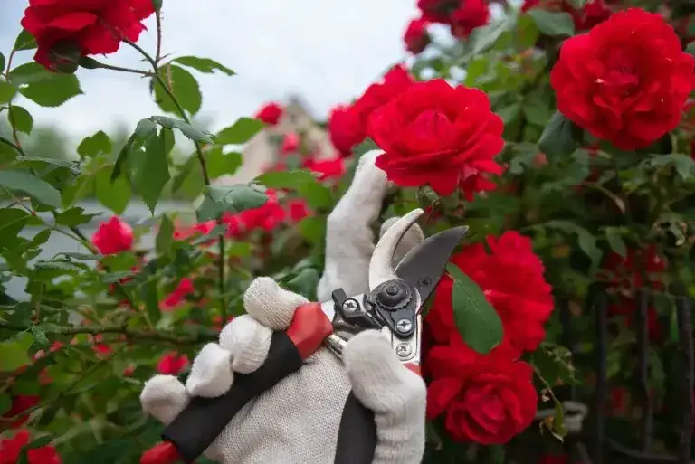 Jak przycinać róże? Kompletny przewodnik do zdrowych, kwitnących krzewów