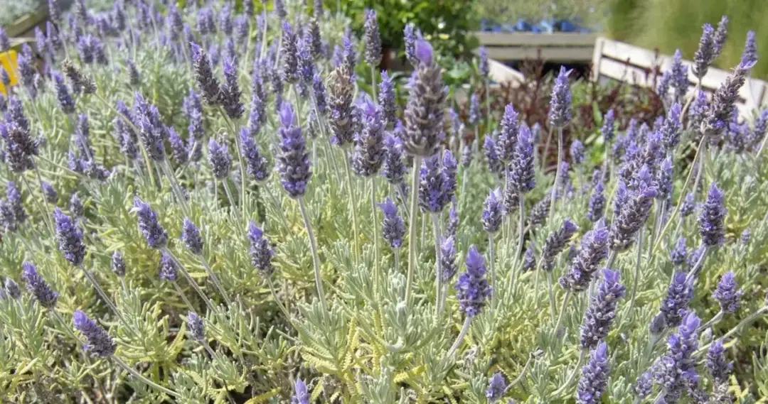 Dlaczego lawenda nie kwitnie? Oto najczęstsze przyczyny i rozwiązania