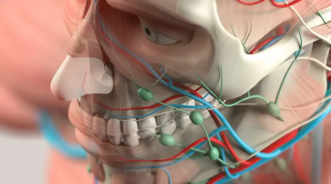 Kości na twarzy: anatomia i wpływ na wygląd twarzoczaszki