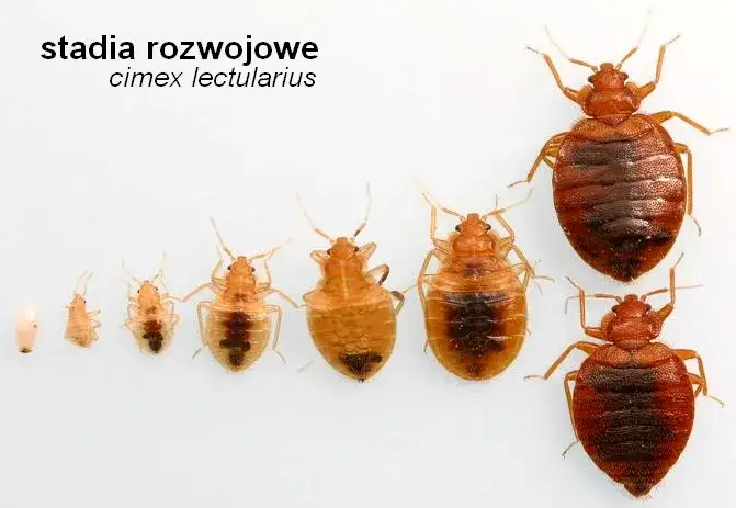 Jak się rozmnażają pluskwy? Zaskakujące fakty o ich cyklu życia