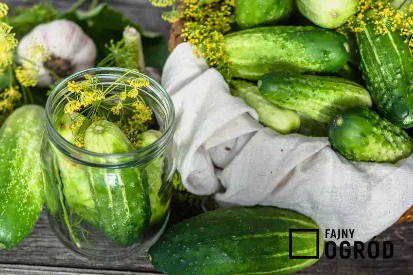 Jak kisić ogórki w kamionce - sprawdzone sposoby na idealne kiszonki