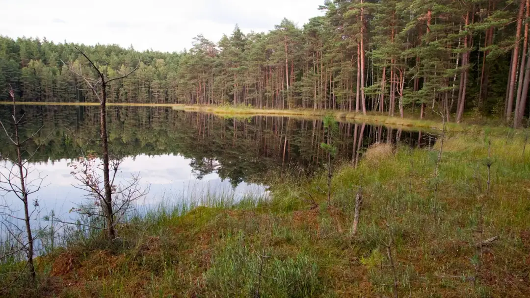 Rezerwat przyrody Tobolinka: unikalny ekosystem i rzadkie gatunki