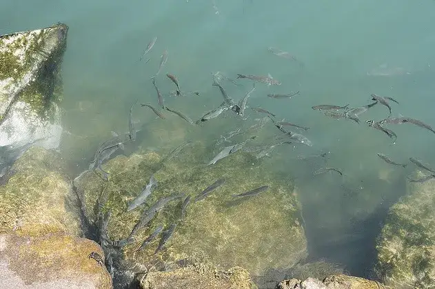 Jakie ryby przyciąga zapach kryla i jak go skutecznie używać