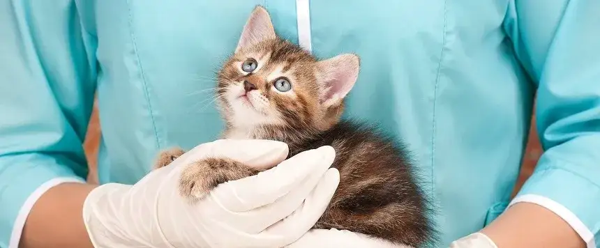 Ile kosztuje przeswietlenie u weterynarza? Ceny, które musisz znać