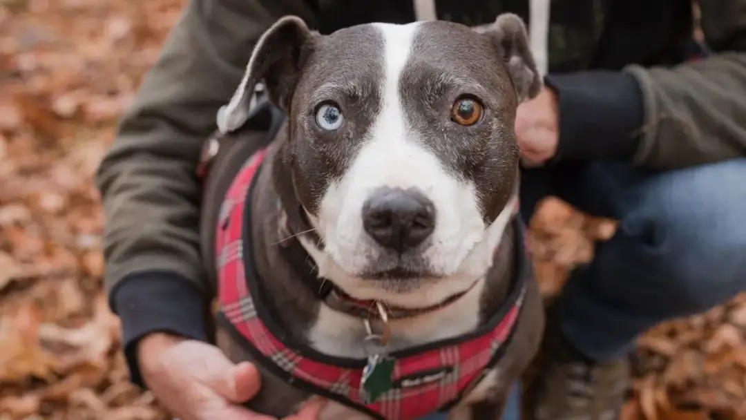 Jak działają obroże przeciw kleszczom i jak zapewniają ochronę?