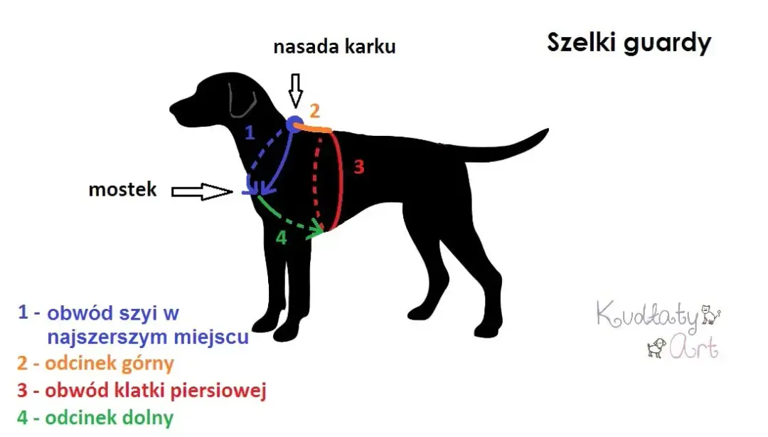 Jak zmierzyć psa do kagańca? Przewodnik po idealnym dopasowaniu