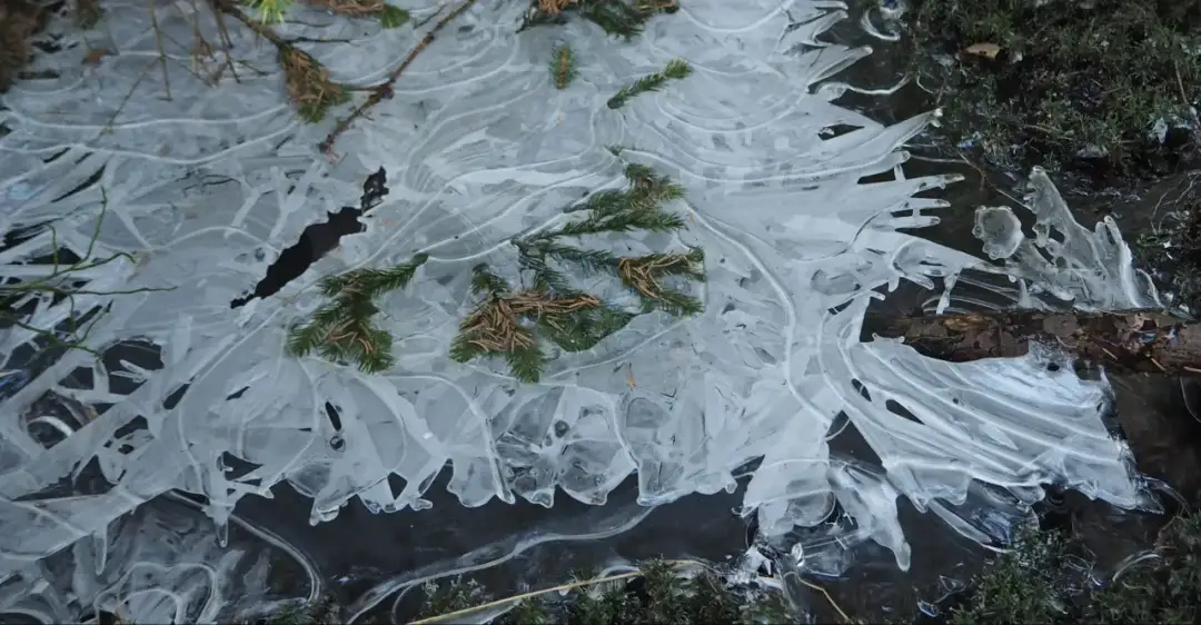 Czy torfowisko w Zieleńcu to naprawdę cud natury? Sprawdzamy!