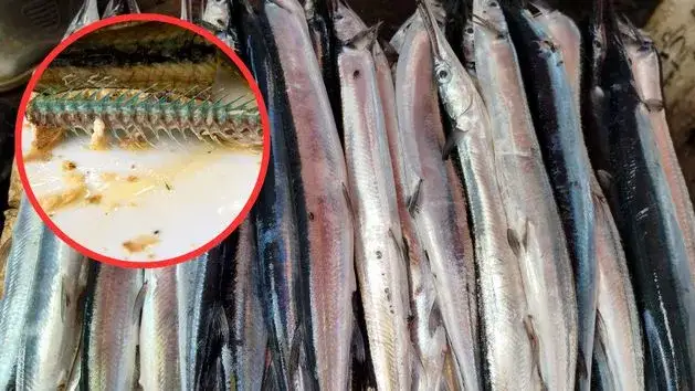 Ryby z Bałtyku - całkowita prawda o ich wpływie na Twoje zdrowie