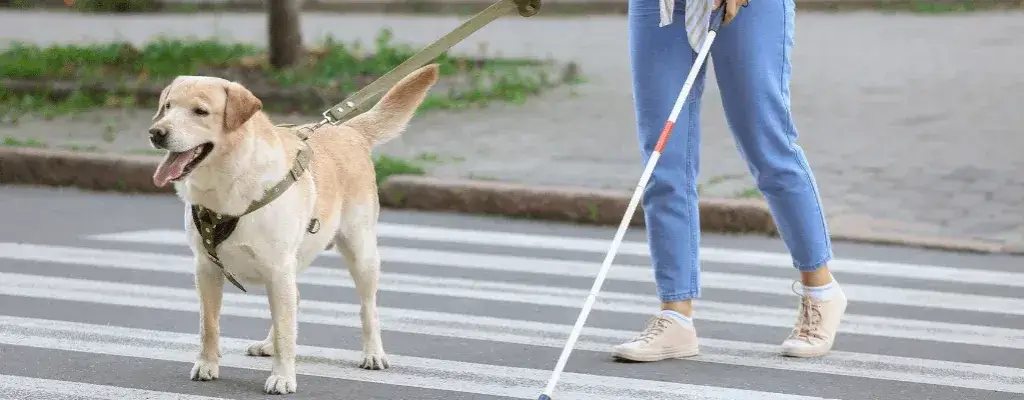 Pies dla niewidomych cena – ile naprawdę kosztuje szkolenie psa?