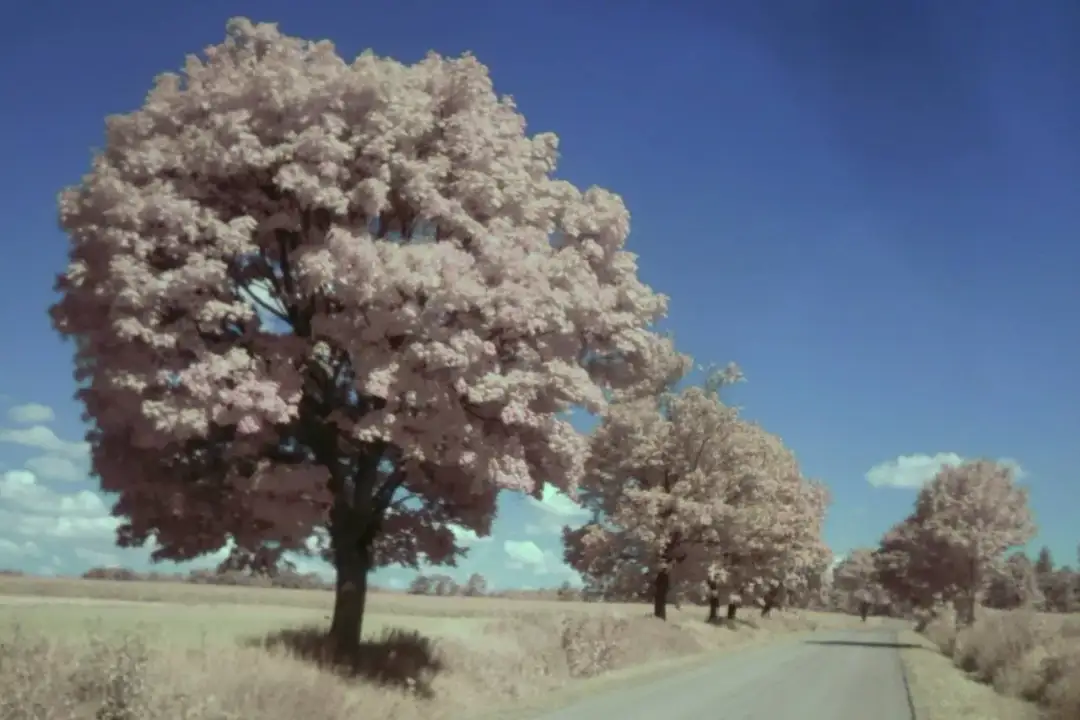 Fotografia w podczerwieni - Jak uchwycić świat niewidzialny dla oka?