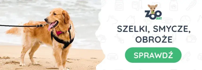 Golden Retriever: Jaka obroża ochroni jego sierść i szyję?