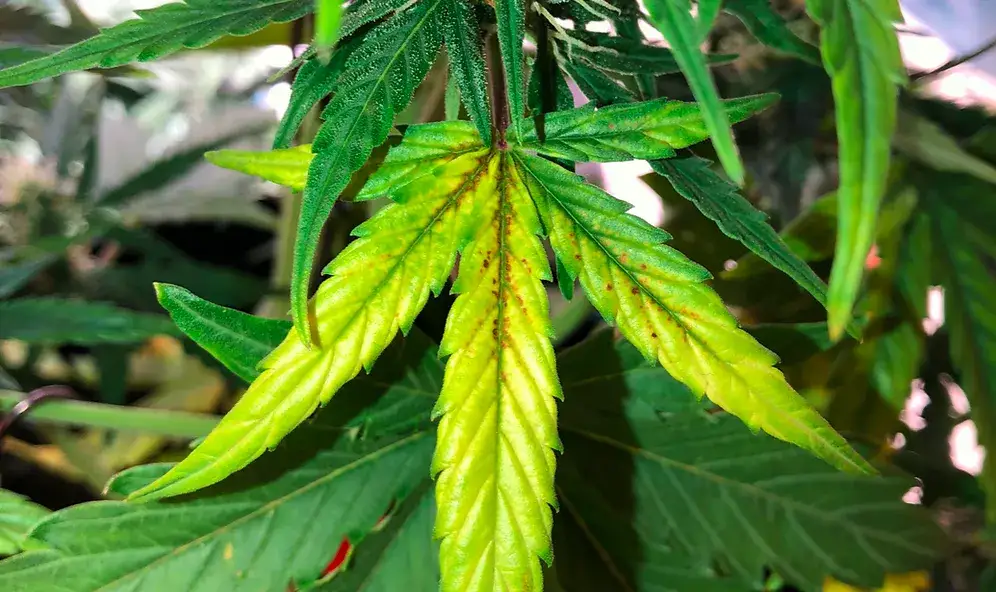 Objawy niedoboru manganu: jak rozpoznać niebezpieczne symptomy