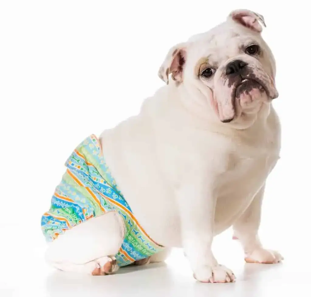 Cieczka u psa: Objawy, cykl i co to oznacza dla twojego pupila